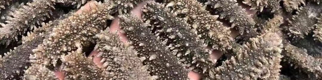 加拿大邮寄 - 海参 /  Order To Canada -Sea Cucumber