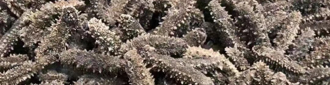 中国邮寄:海参 - Sea Cucumber ( Order to China)