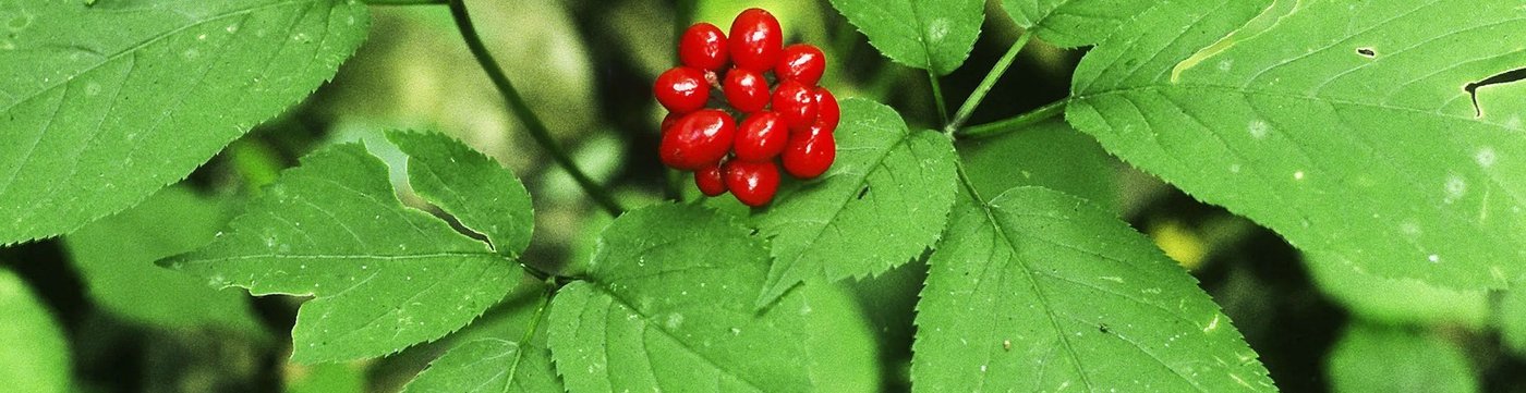加拿大邮寄-加拿大花旗参/ Canadian Ginseng (Order to Canada)