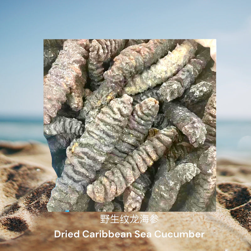 野生纹龙海参/  Dried Caribbean Sea Cucumber
