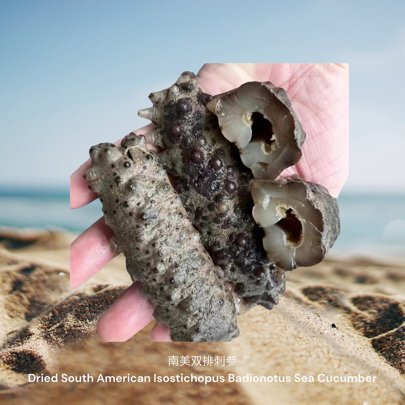 南美双排刺参/ Dried South American Isostichopus Badionotus Sea Cucumber