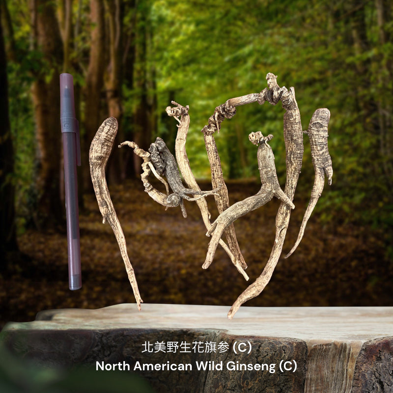 北美野生花旗参 / North American Wild Ginseng