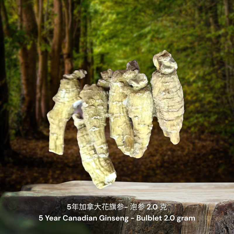 5年加拿大安省花旗参-泡参/ 5 Year Canadian Ginseng - Bulblet