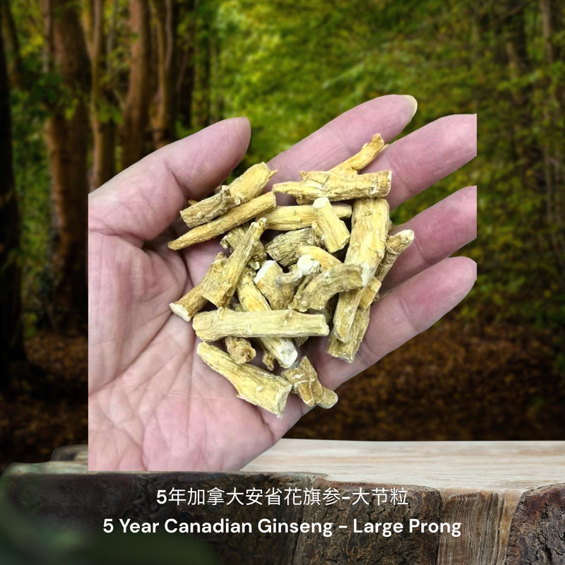 5年加拿大安省花旗参-节粒 / 5 Year Canadian Ginseng - Broken Prongs