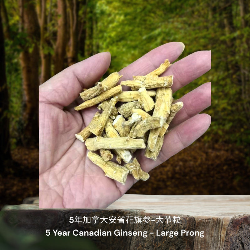 5年加拿大安省花旗参-节粒 / 5 Year Canadian Ginseng - Prong