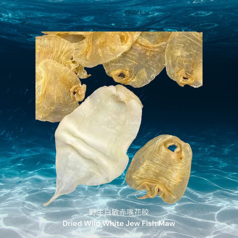 野生白敏赤嘴花胶/ Dried Wild White Jew Fish Maw
