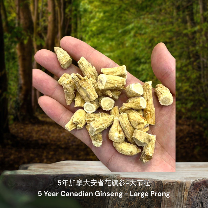 5年加拿大安省花旗参-节粒 / 5 Year Canadian Ginseng - Broken Prongs