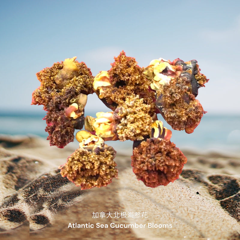 加拿大北极海参花/  Dried Atlantic Sea Cucumber Blooms
