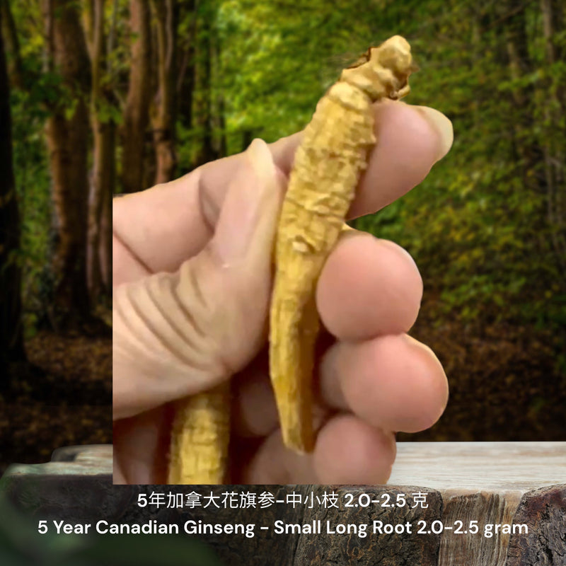 5年加拿大花旗参-中小枝/ 5 Year Canadian Ginseng - Small Long Root