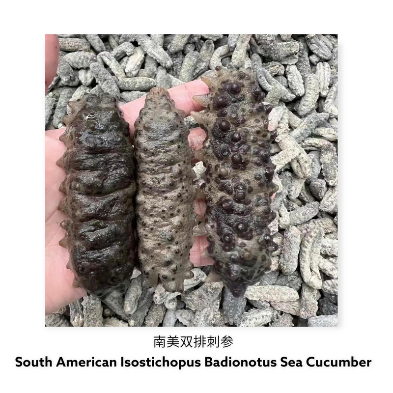墨西哥双排刺海参/ Dried Mexican Badionotus Sea Cucumber