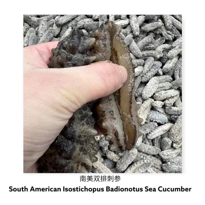 墨西哥双排刺海参/ Dried Mexican Badionotus Sea Cucumber