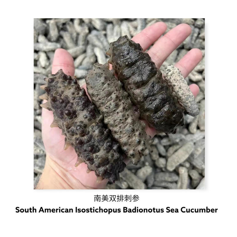 墨西哥双排刺海参/ Dried Mexican Badionotus Sea Cucumber