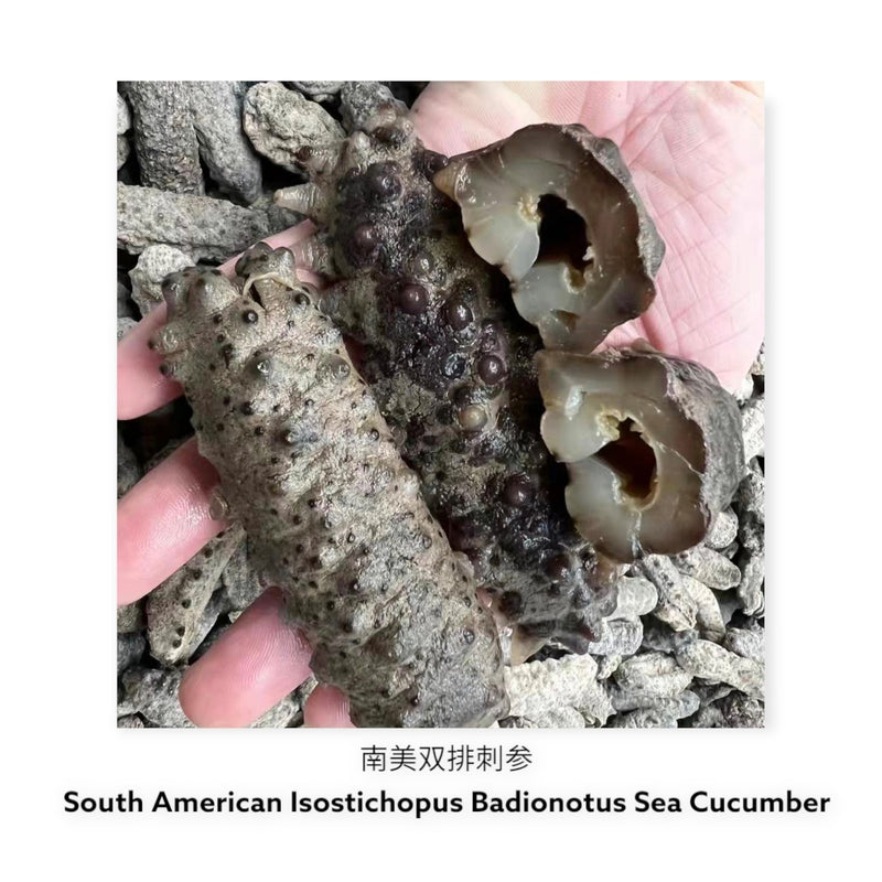 墨西哥双排刺海参/ Dried Mexican Badionotus Sea Cucumber
