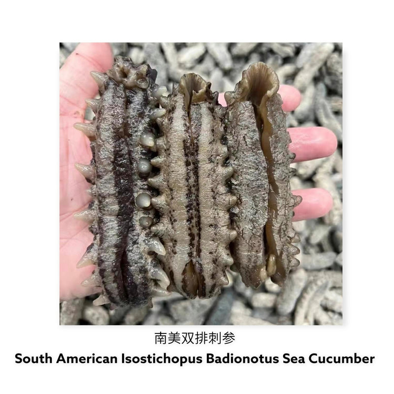 墨西哥双排刺海参/ Dried Mexican Badionotus Sea Cucumber