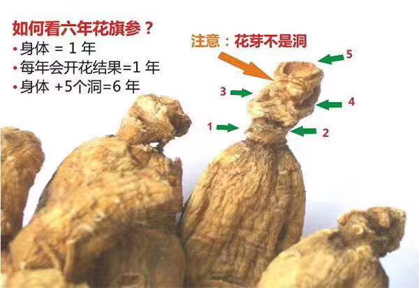 中国邮寄-5年加拿大安省花旗参-小腿/ 5 Year Canadian Ginseng - Small Prong (Order to China)