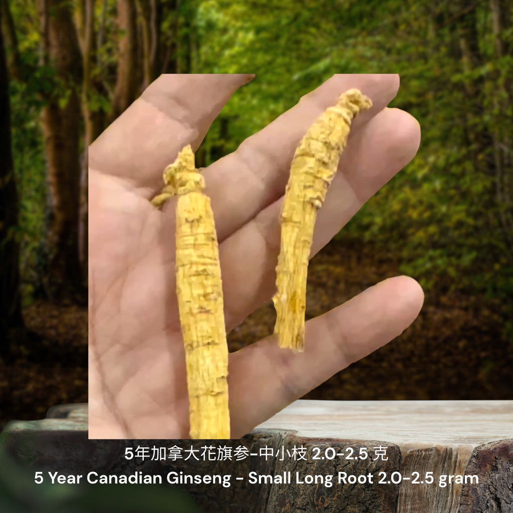 5年加拿大花旗参-中小枝/ 5 Year Canadian Ginseng - Small Long Root