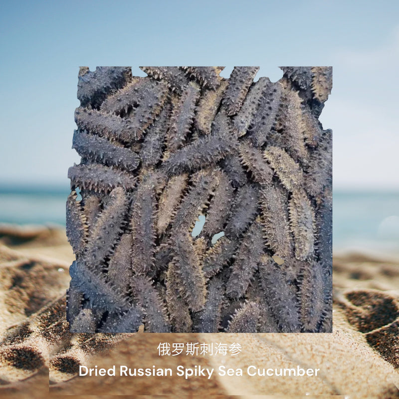 俄罗斯刺海参/ Dried Russian Spiky Sea Cucumber