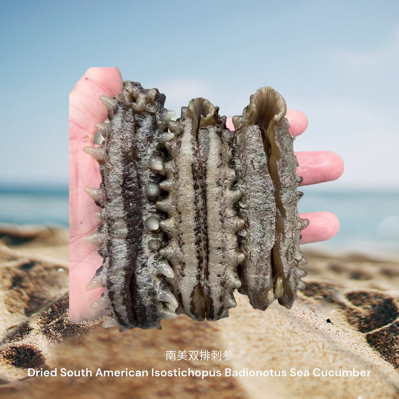 南美双排刺参/ Dried South American Isostichopus Badionotus Sea Cucumber