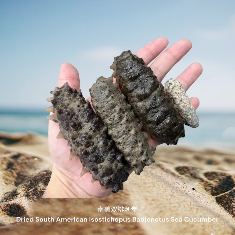 南美双排刺参/ Dried South American Isostichopus Badionotus Sea Cucumber