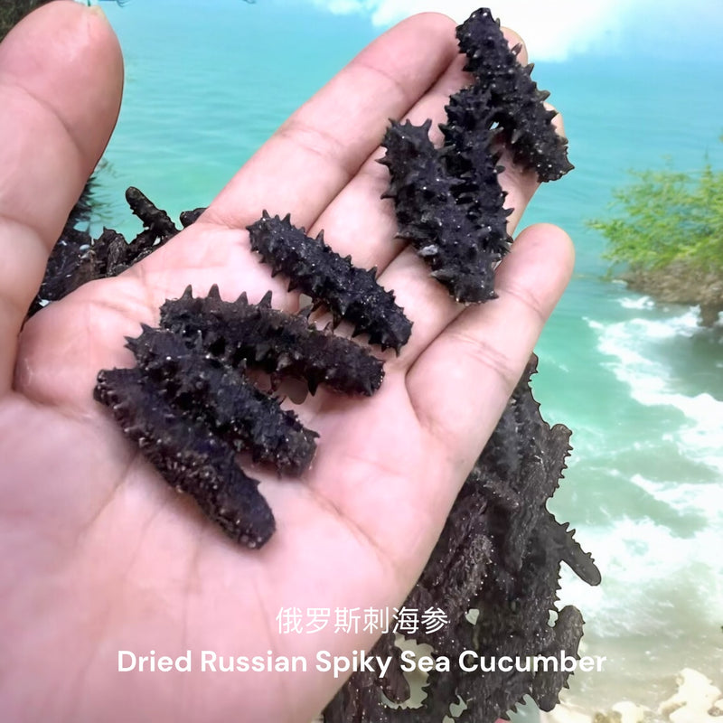 俄罗斯刺海参/ Dried Russian Spiky Sea Cucumber