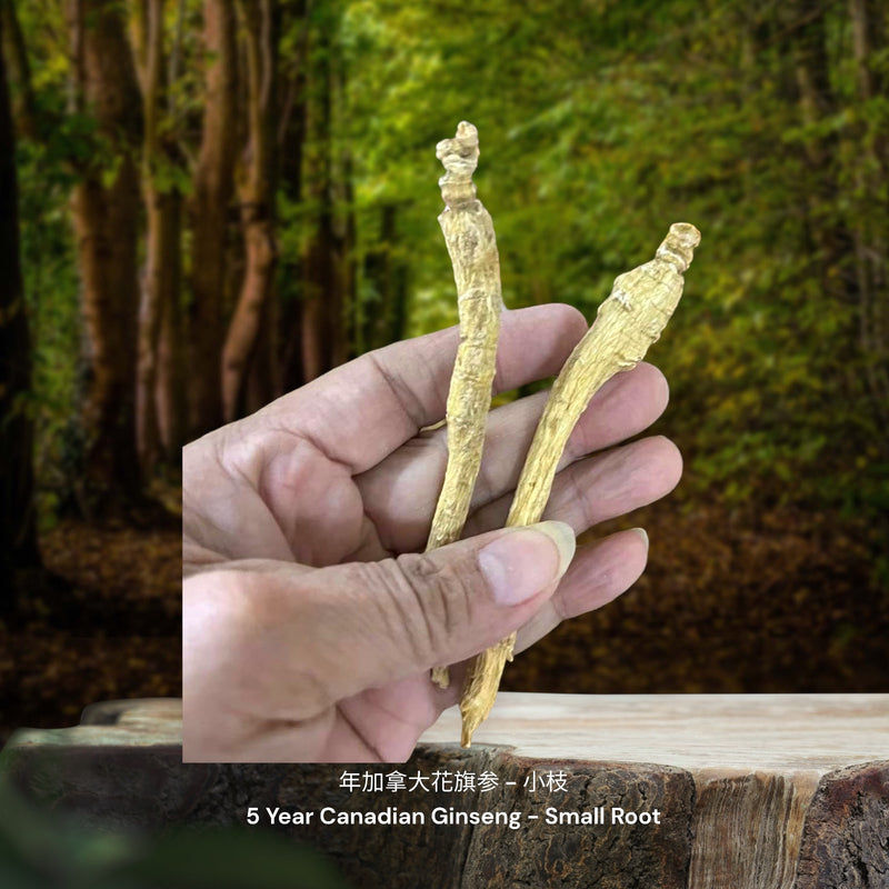 5年加拿大花旗参-小枝 / 5 Year Canadian Ginseng - Small Root