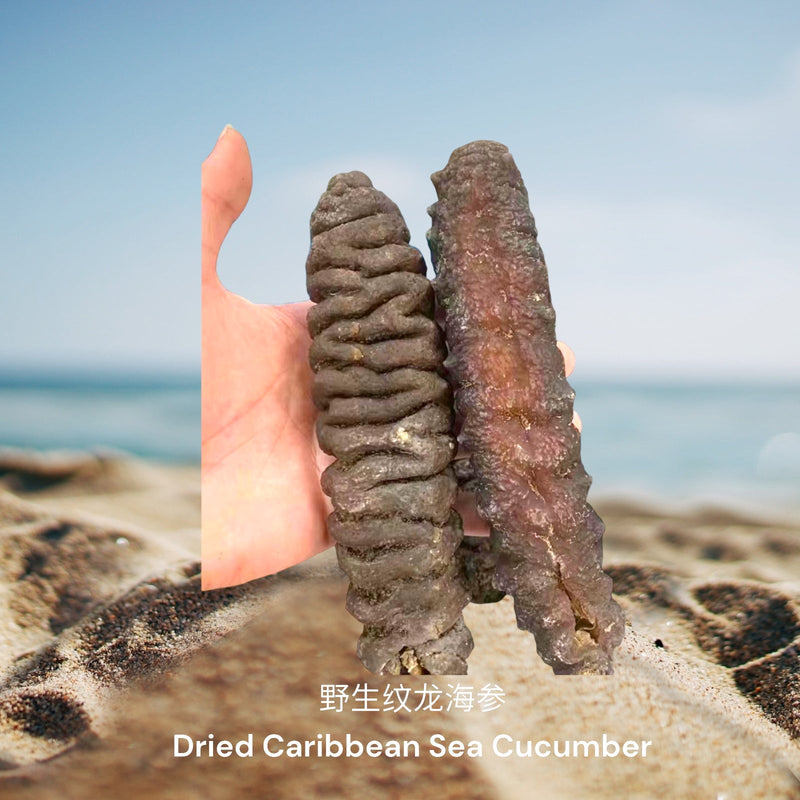 野生纹龙海参/  Dried Caribbean Sea Cucumber